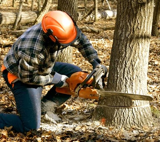 Tree Removal in New Goshen, IN